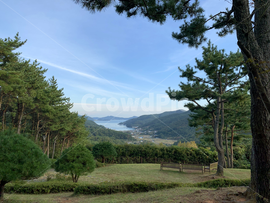 tree,나무,plant,식물,산