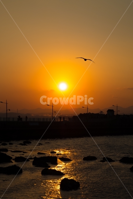 갈매기,석양,일출,바다,새해,감성,바닷가,해양,항구,자연,자연,풍경,nature,landscape,bird,새,animal,동물,sunlight,햇빛,flare,플레어,light,빛,outdoors,옥외