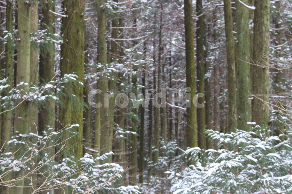 겨울,숲,눈,눈쌓인나무,초록,흰색,겨울,계절,winter,season,자연,풍경,nature,landscape,vegetation,초목,plant,식물,land,땅,forest,woodland,삼림지,tree,나무,outdoors,옥외,grove,작은 숲