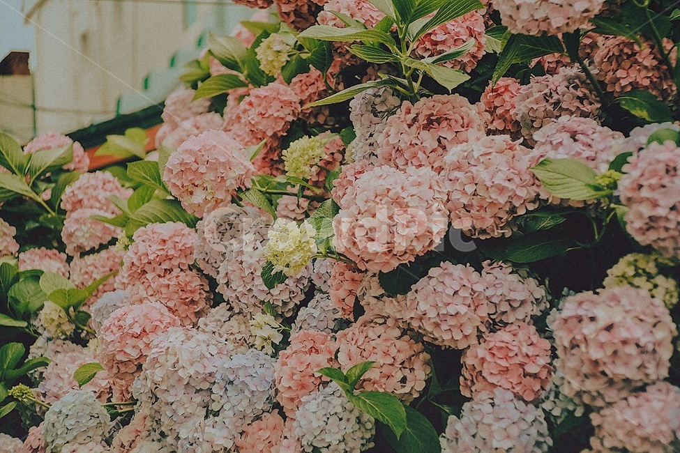 여름,수국,컬러풀,자연,식물,summer,flower,colorful,nature,plant,식물,자연,plants,nature,꽃,flower