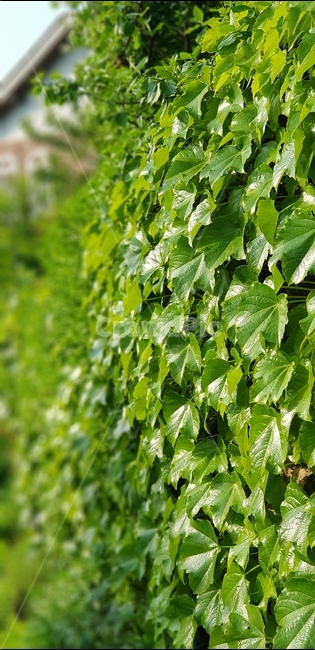 plant,식물,leaf,잎,담,넝쿨