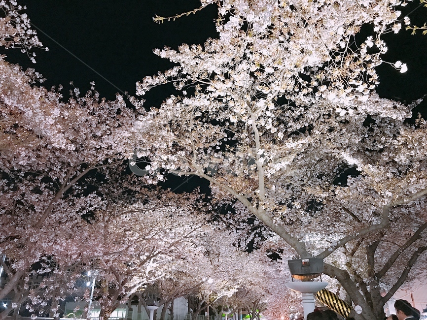 밤벚꽃,벚꽃,야경,밤,밤산책,산책로,식물,자연,plants,nature,꽃,flower