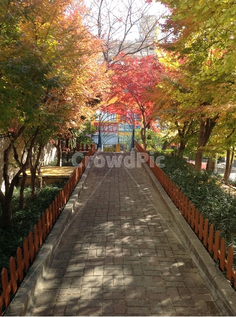 인도,단풍,산책길,나무,단풍나무,단풍나무길