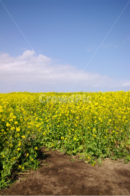 유채꽃,꽃밭,꽃,봄,flower,봄,계절,spring,season,식물,자연,plants,nature,꽃,flower,grassland,목초지,field,들,outdoors,옥외,rural,농촌,farm,농장,meadow