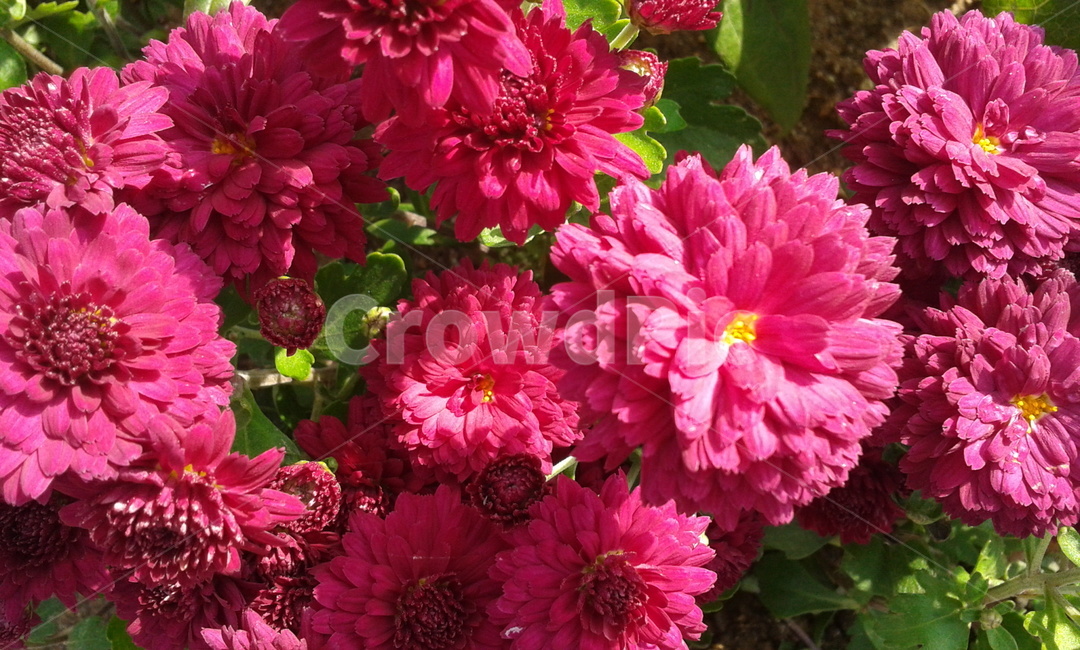 dahlia,달리아,flower,꽃,plant,식물,blossom,식물,자연,plants,nature
