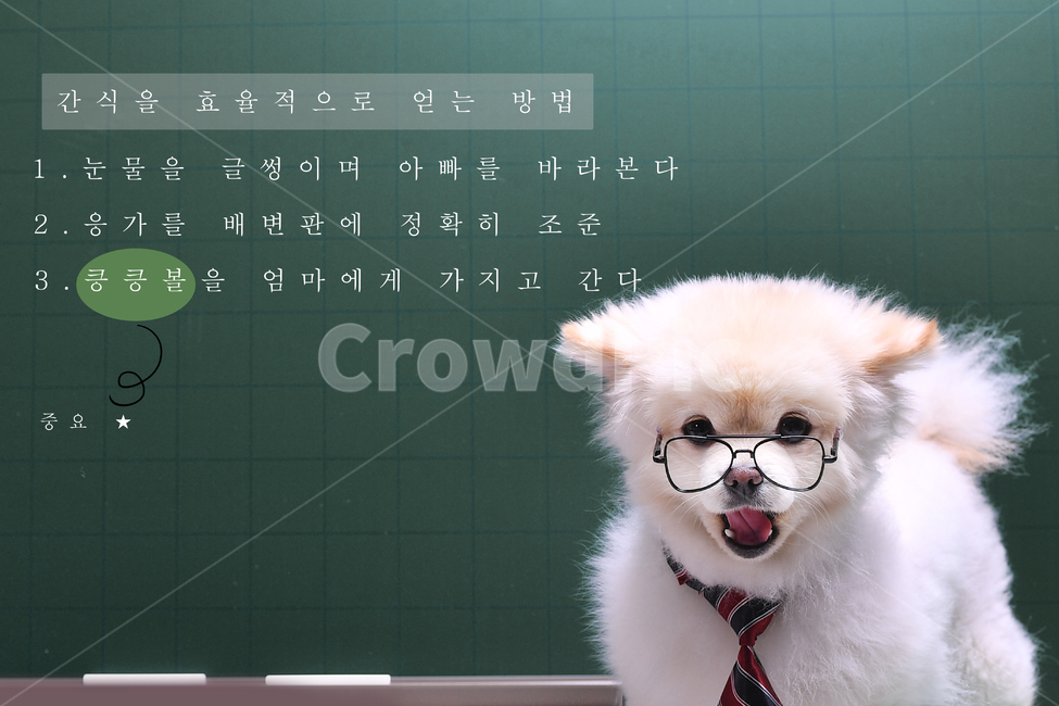 강아지,귀여운,애견,반려견,포메,아기강아지,귀여운강아지,dog,재밌는,독특한,곰돌이,하얀강아지,동물,animal,포유류,mammal,개,강아지,dog,doggy,교육,학교,공부,education,learning,study,school