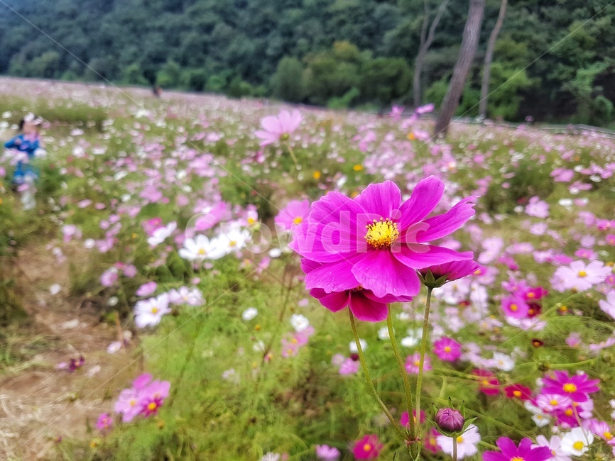 꽃,식물,꽃잎,flower,봄,여름,가을