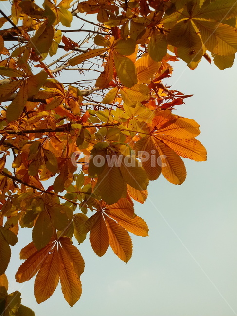 가을,단풍,낙엽,maple,plant,식물,단풍나무,단풍잎,leaf,잎,tree,나무,계절,fallautumnseason,가을단풍,자연,풍경,경치,가을,계절,fall,autumn,season,식물,자연,plants,nature,나무,trees,wood,veins,정맥