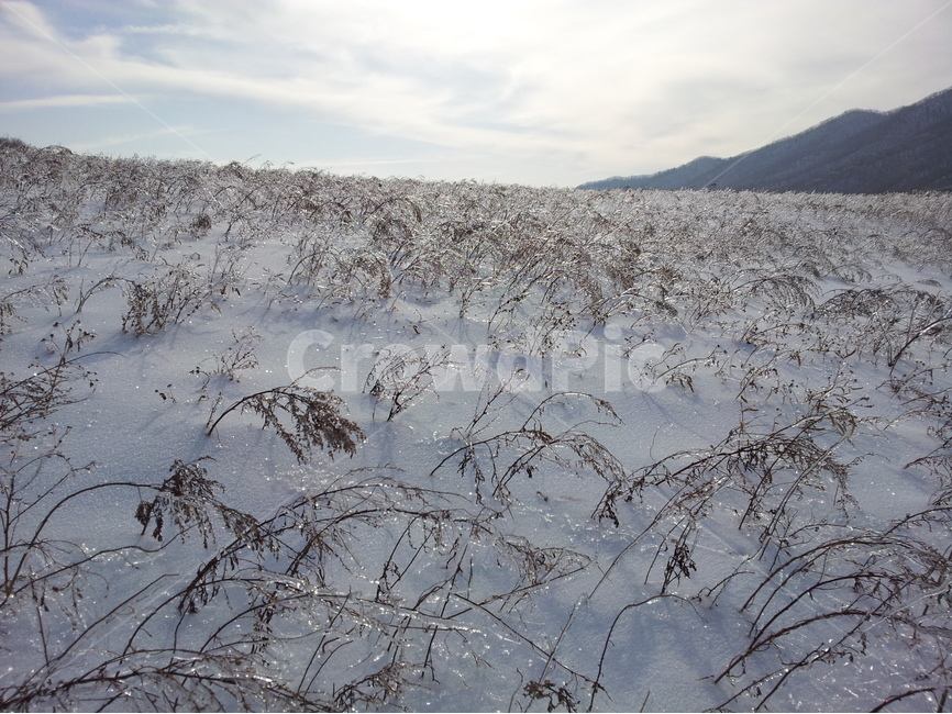 오대산,상고대,설경,눈,겨울,국립공원,겨울,계절,winter,season,자연,풍경,nature,landscape,outdoors,옥외,snow