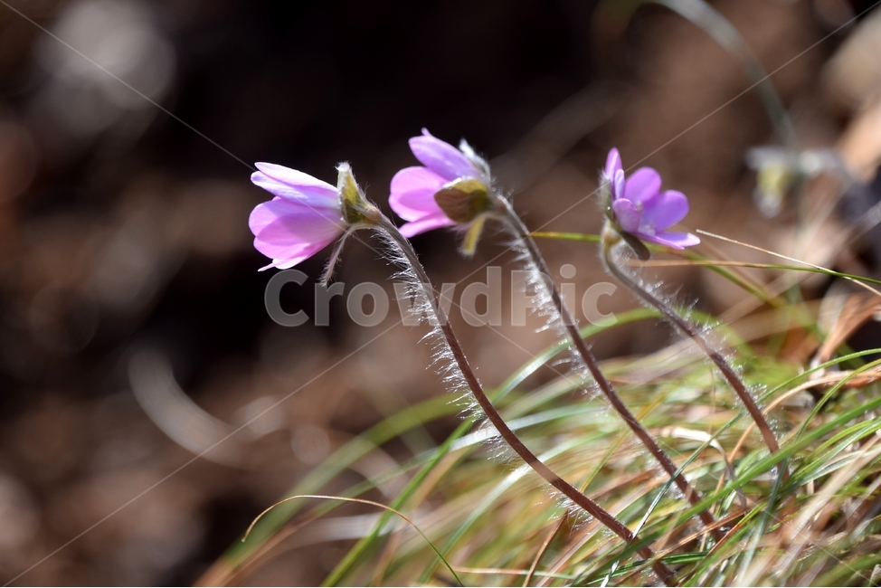 노루귀,노루귀꽃,구봉도노루귀,봄꽃,봄,봄,계절,spring,season,식물,자연,plants,nature,꽃,flower,plant,geranium,제라늄,blossom