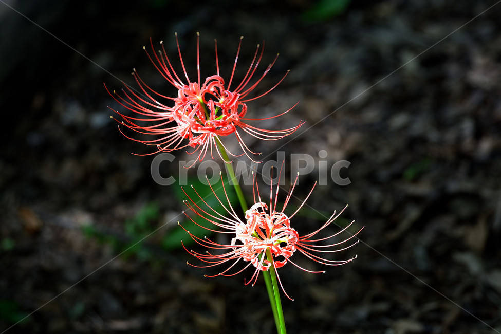 꽃무릇,꽃,식물,플라워,자연,식물,자연,plants,nature,꽃,flower