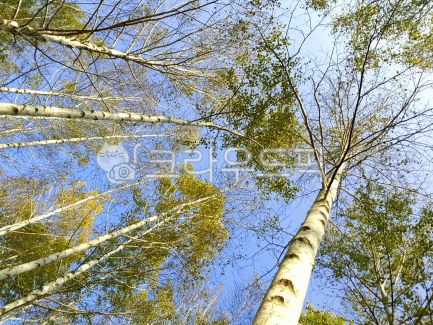 자작나무,가을자작나무,영양자작나무,숲,나무