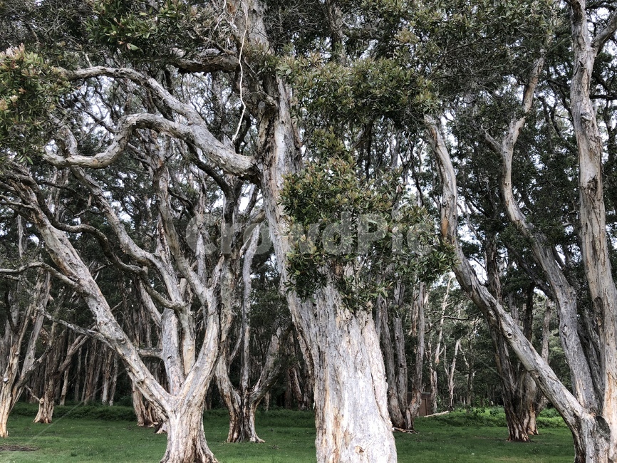 treetrunk,식물,나무줄기,tree,나무