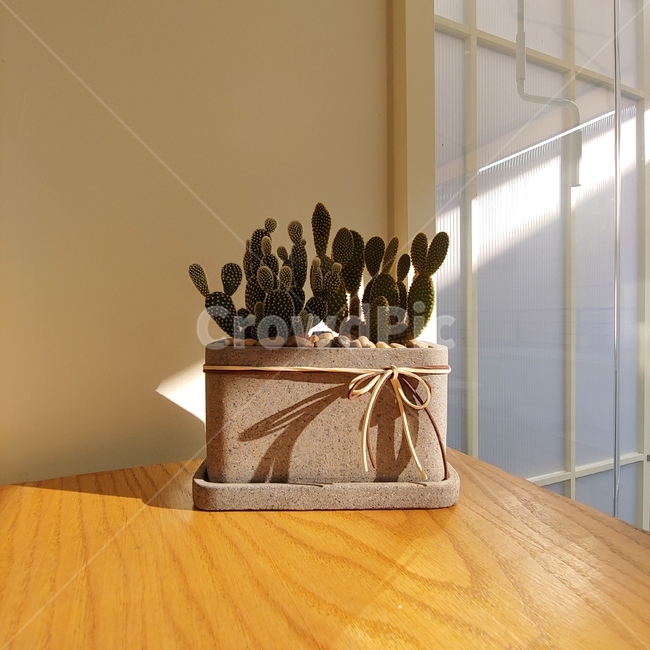 wood,나무,hardwood,견목,flooring,plywood,합판,floor,바닥,선인장,화분,햇살,그림자