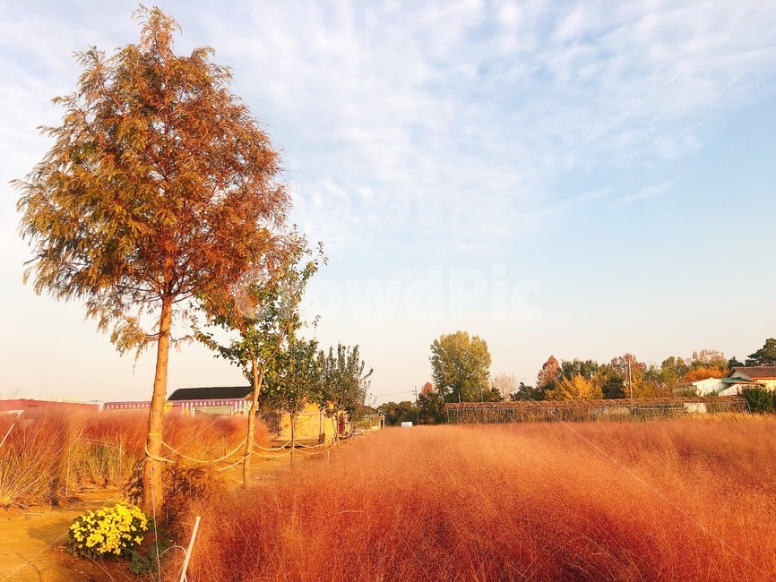 자연,나무,tree,핑크뮬리,식물