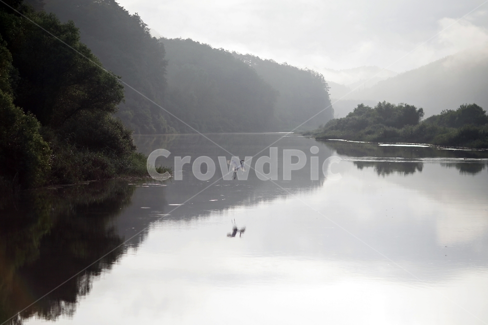 영월,동강,강가풍경,반영,학,자연,풍경,nature,landscape,한국자연풍경,한국자연경관,korea nature landscape,동물,animal,조류,새,birds,outdoors,옥외,water,물