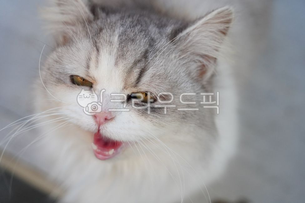 하악질,고양이,새끼고양이,반려묘,반려동물,털,애완동물