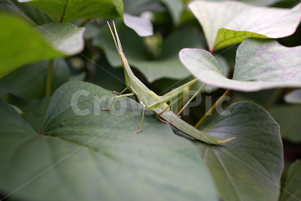 방아깨비,곤충,벌레,식물,이파리,자연,insect,nature,동물,animal,여름,녹색,푸른,메뚜기,여치,summer,감성,감성사진,힐링,힐링사진,느낌,계절,green,접사,macro,풍경,landscape,생명,생태계,환경,스냅,스냅사진,스넵,스넵사진,snap,snapshot,한국자연,한국의자연,동물,animal,곤충,벌레,insect,bug