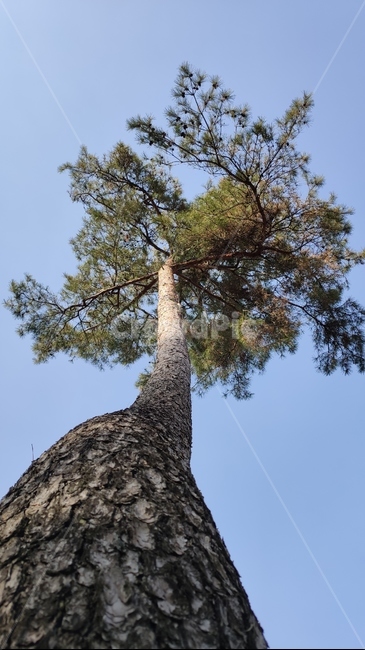 소나무,솔나무,plne,plant,식물,tree,나무,treetrunk,나무줄기