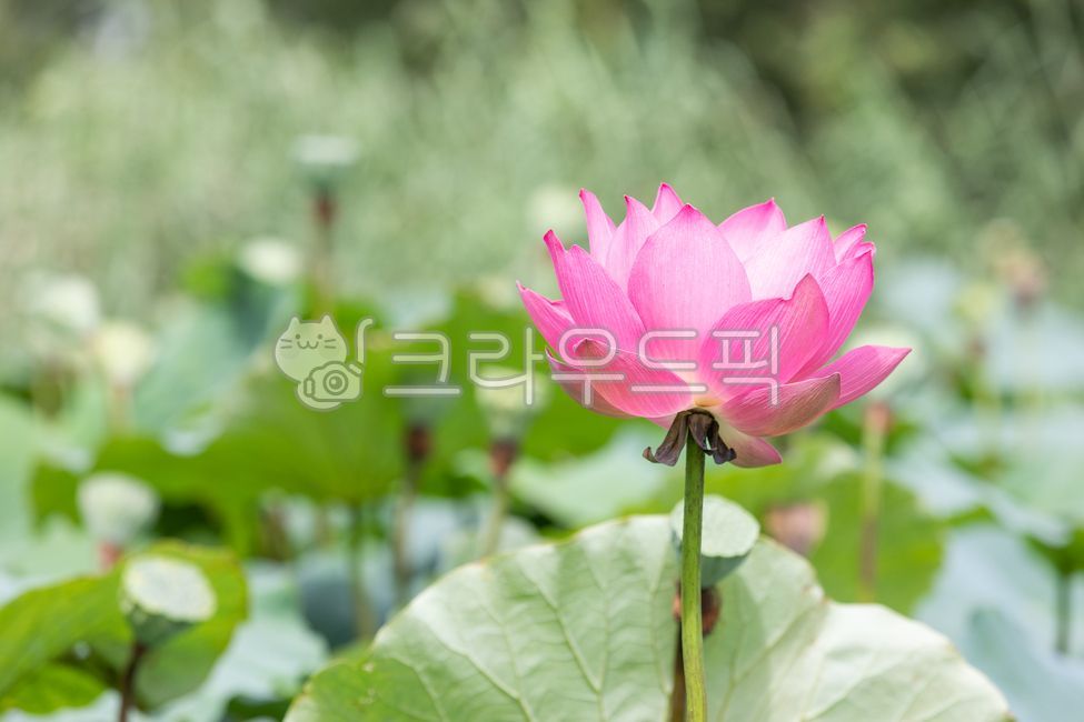 아라연꽃,아라홍련,진분홍색,분홍색,연꽃,홍련,꽃,연꽃잎,꽃잎,커다란,초록색,연잎,잎,쌍떡잎식물,여러해살이,식물,자연,연못,여름,햇살,야외,darkpink,pink,green,lotus,flower,petal,lotusleaf,leaf,plant,nature,pond,outdoors,summer