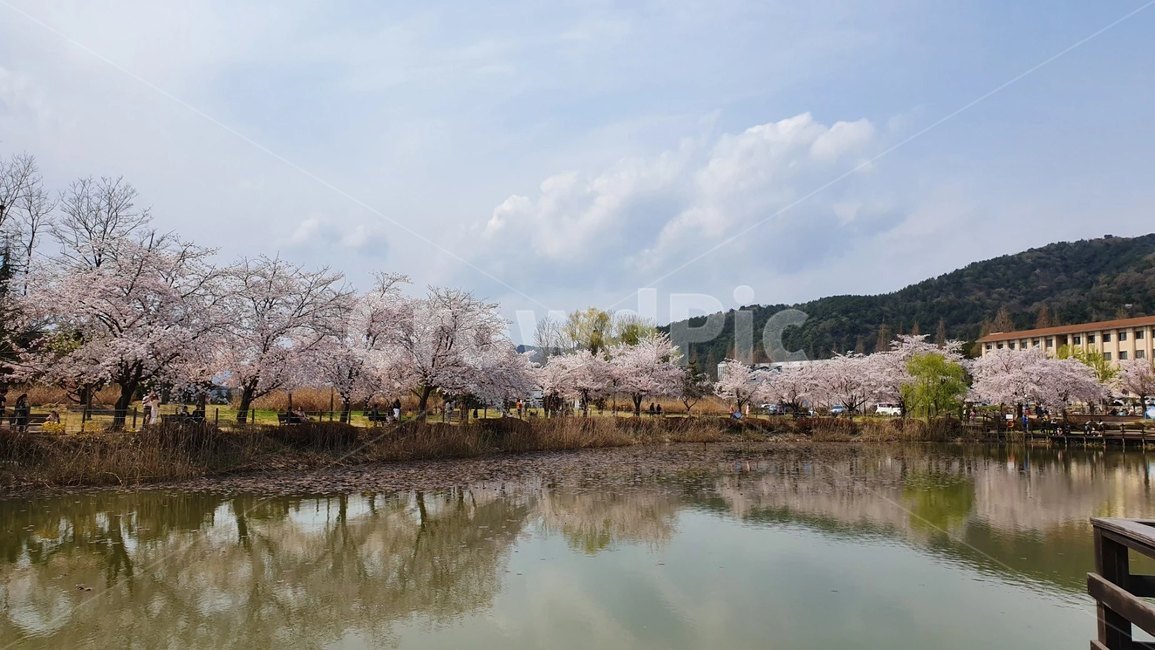 봄,창원대학교,호수,벚꽃,꽃,풍경,plant