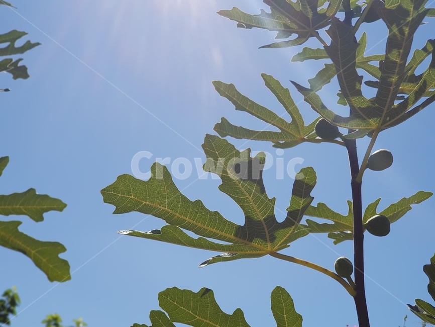 무화과,나무,가을,하늘,무화과잎,역광,식물,자연,plants,nature