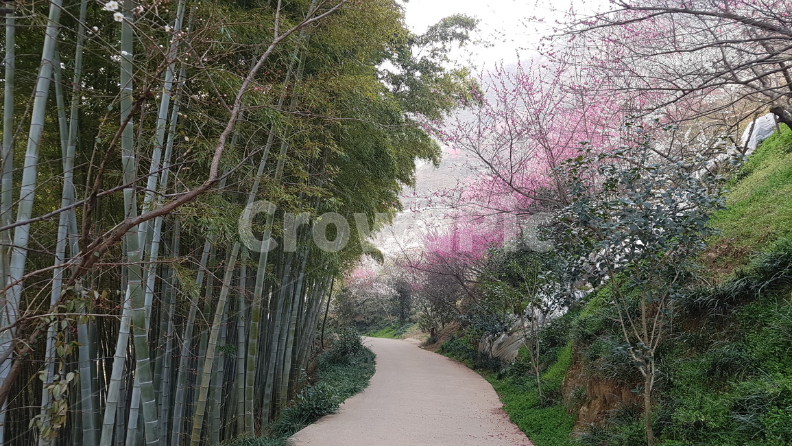 광양,매화,광양매화마을,매화축제,홍쌍리매화마을,대나무,자연,풍경,nature,landscape,plant,식물