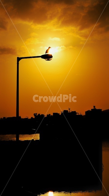 새,해품새,갈매기,석양,해,노을,태양,sun,M6,canon,캐논,저녁,해질녘,바닷가,가로등,풍경,여행,제주,제주도