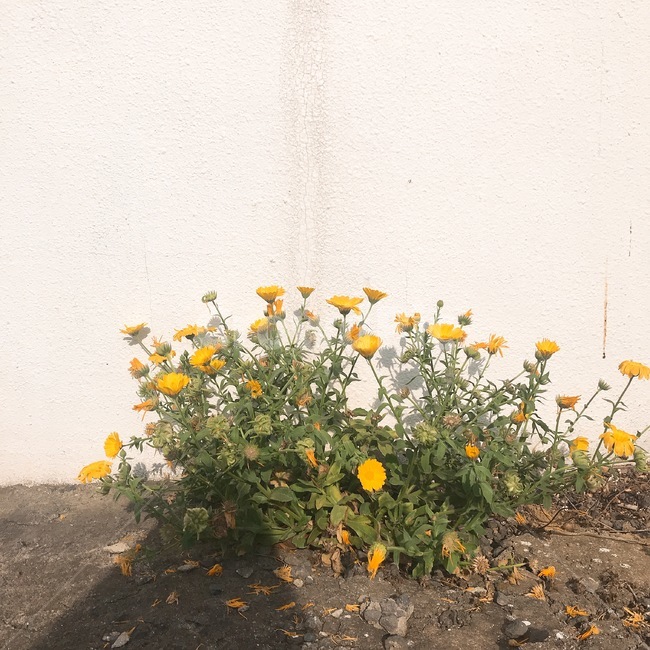 꽃,그림자,flower,봄,spring
