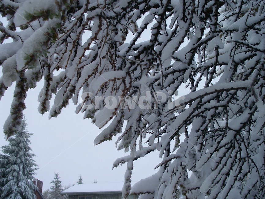 눈,폭설,겨울,winter,outdoor,snow,눈꽃,nature,자연,식물,plant,전나무,tree,옥외,겨울,계절,winter,season