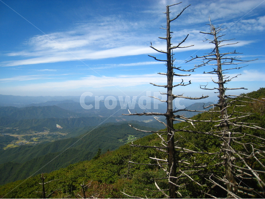 무주,덕유산,고목,나무,산,하늘,구름,파란하늘,mountain,tree,sky,cloud,blue,green,풍경,scnery,landscape,자연,풍경,nature,landscape,식물,plants,나무,trees,wood,outdoors,옥외