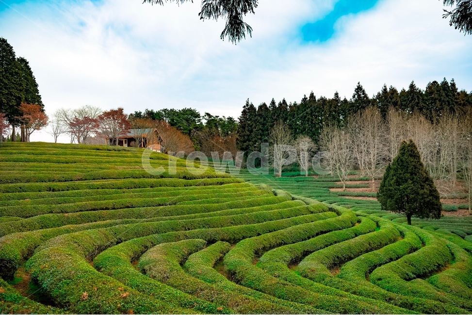 보성,녹차,풀,숲,초록,자연,풍경,nature,landscape,한국자연풍경,한국자연경관,korea nature landscape,산업,industry,industrial,농업,농사,agriculture,farming,farming industry