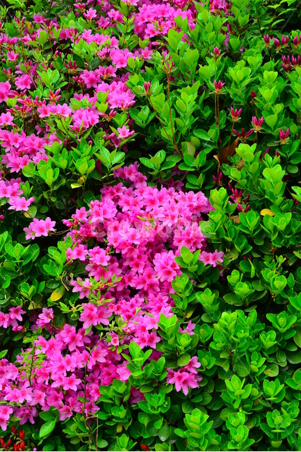 철쭉,봄이미지,봄꽃,분홍색꽃,연분홍,핑크,pink,flowers,spring,green,초록,꽃잎,나뭇잎,사철나무,꽃밭,가든,정원,앞마당,절정,만개,활짝,진달래과,예쁜,아름다운,뷰티풀,pretty,식물,봄,계절,spring,season,식물,자연,plants,nature,꽃,flower,geranium,제라늄,blossom,plant,pottery,도기류,vase,병 장식,jar,항아리,potted plant,화분