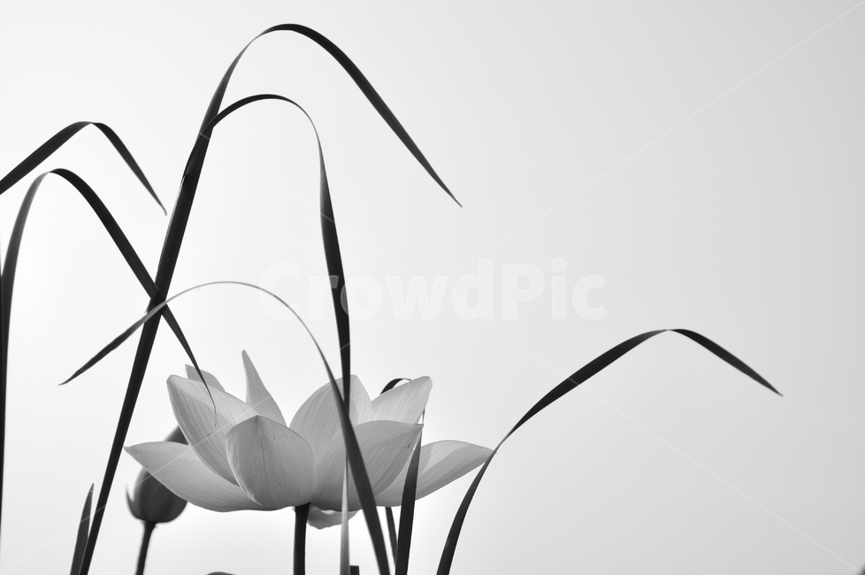 연,연꽃,백련,식물,꽃,식물,자연,plants,nature,꽃,flower,흑백,모노톤,monochrome,black and white