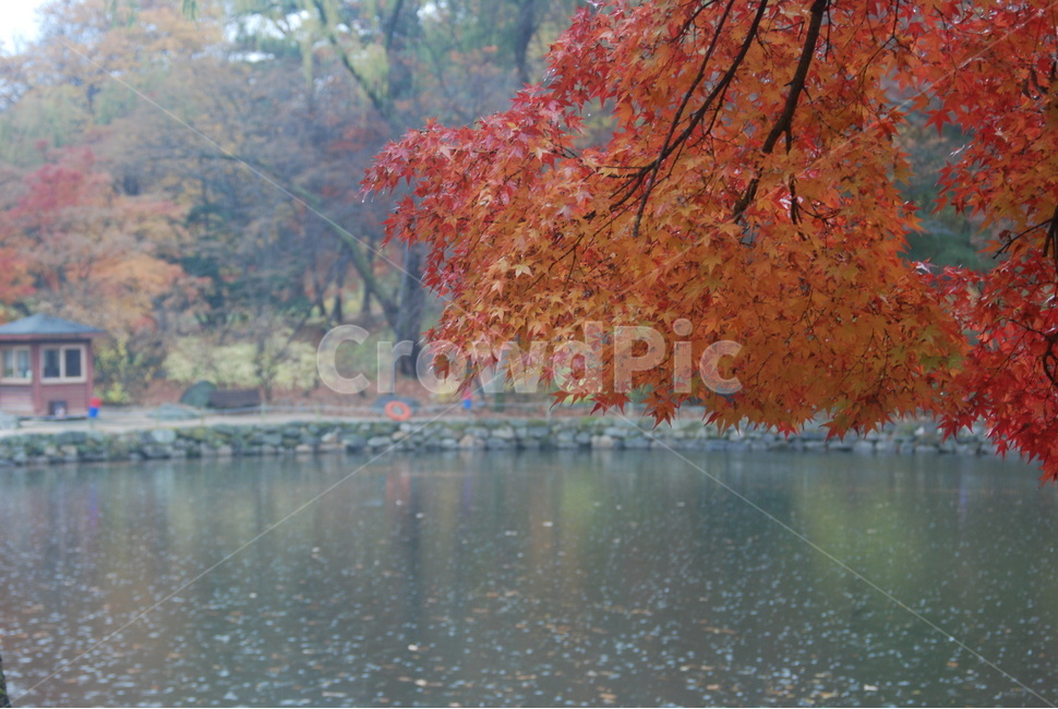 가을풍경,가을단풍,단풍,tree,나무,작은호수,가을,계절,fall,autumn,season