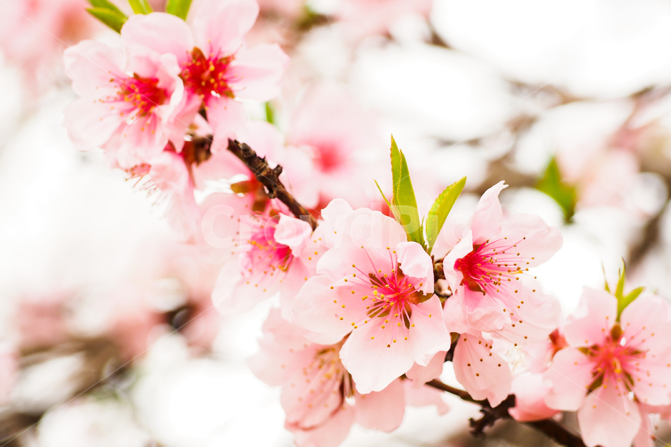 벚꽃,벚꽃나무,분홍색,꽃,cherryblossoms,cherrytree,flowers,pink,봄,계절,spring,season,식물,자연,plants,nature,꽃,flower,plant