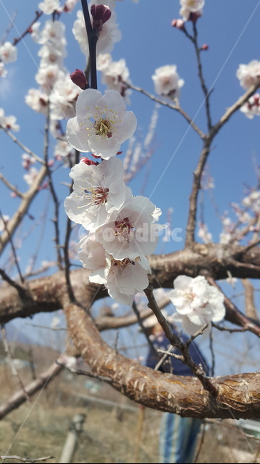 식물,꽃,나무,매화,나무가지,매실나무,plant,japaneseapricottree,plum,japaneseapricot,flower,blossom,tree,japaneseapricotflower,japaneseapricotblossom,umeflower,ume,umeblossom