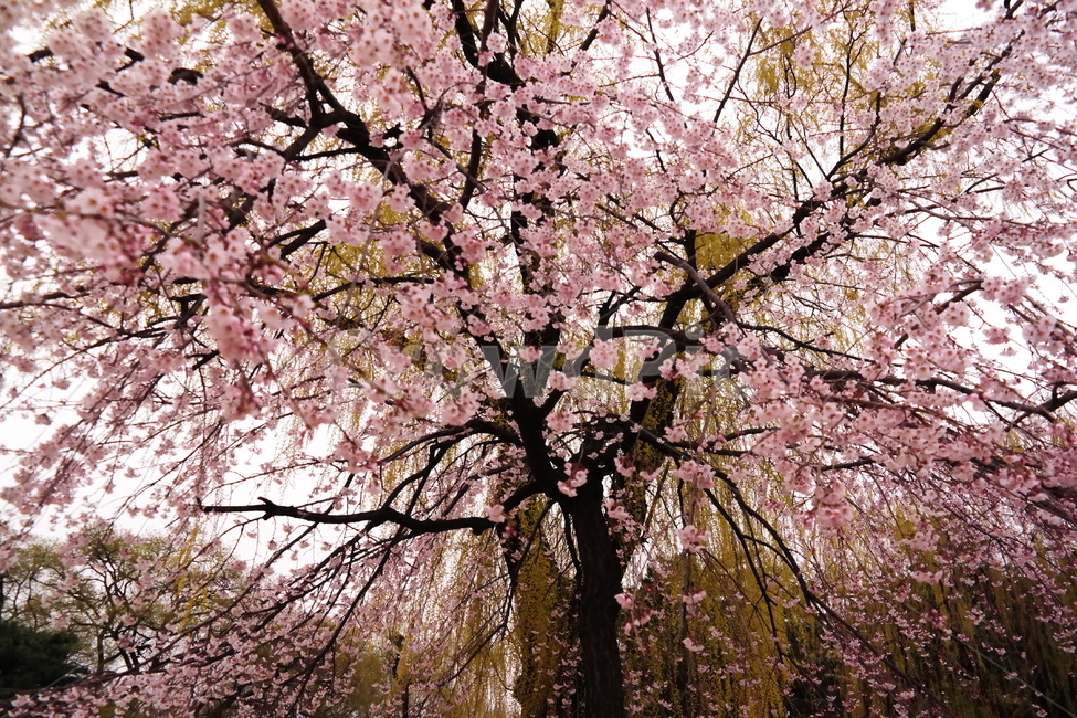 벚꽃,개화,만개,꽃,봄,꽃나무,봄,계절,spring,season,식물,자연,plants,nature,꽃,flower,나무,trees,wood,plant,cherry blossom,blossom