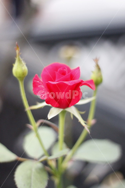 장미,꽃,장미꽃,봉오리,한송이,rose,가시