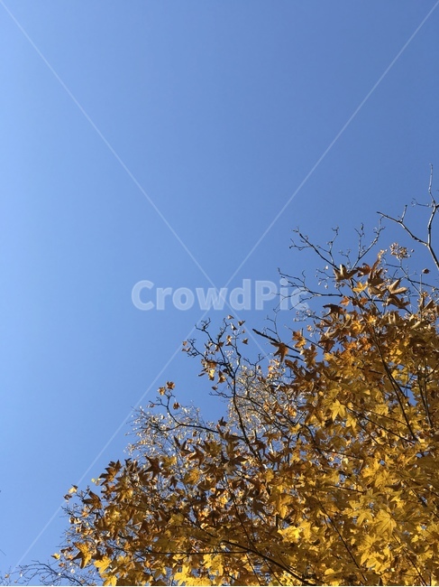 낙엽,가을,단풍,가을하늘,fall,fallsky,atumn,maple,가을,계절,fall,autumn,season,식물,자연,plants,nature