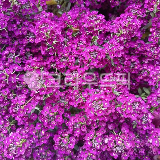 알리숨,로불라리아,향기알리섬,알리섬,스윗알리섬,스위트알리섬,향기꽃,purple,보라,flower,꽃,봄꽃,보라꽃,진분홍꽃,꽃밭,식물