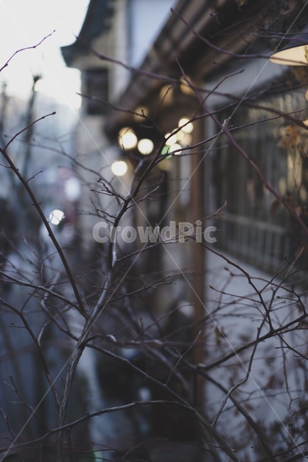 겨울,감성,나뭇가지,빛,외로움,겨울,계절,winter,season