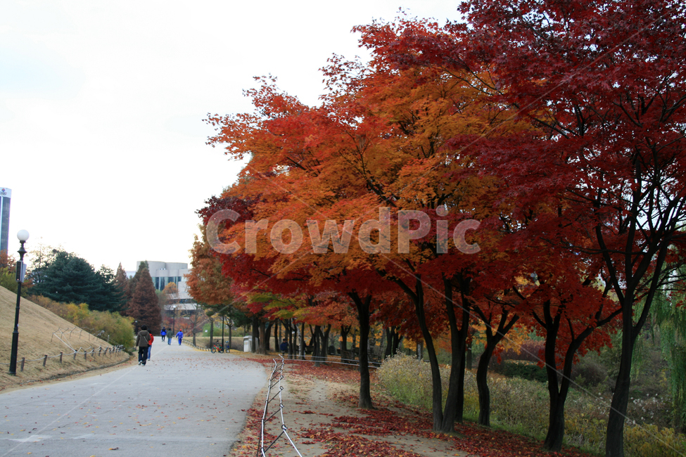 가을,나무,단풍,공원,잎,plants,nature,가을,계절,fall,autumn,season,자연,풍경,nature,landscape,한국자연풍경,한국자연경관,korea nature landscape,식물,plants,나무,trees,wood,tree,plant,maple,person,사람,human,인간