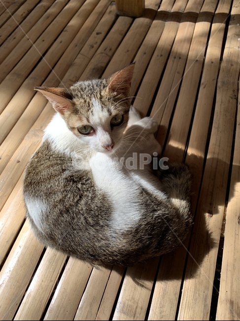 아기고양이,고양이,길고양이,동네고양이,여름,햇살,wood,나무,나무바닥