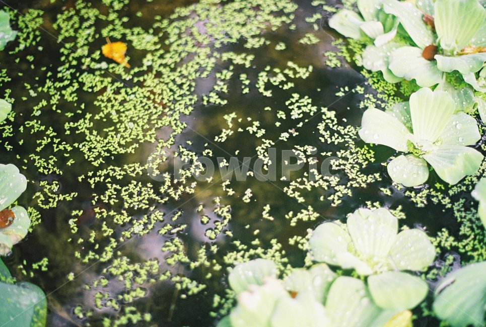 물,이끼,부레옥잠,고인물,잎,식물,자연,plants,nature