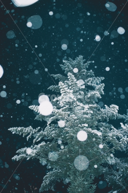 눈,나무,겨울,보케,트리,저녁,밤,야경,자연,겨울나무,크리스마스,겨울,계절,winter,season,야경,밤,풍경,nightscape,night,landscape,식물,자연,plants,nature,나무,trees,wood,감성,sensible,feeling