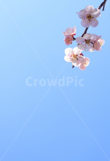 pink,flowering,spring,season,plum blossom,event,sky,nature,full bloom,flower,outdoor,blue,Image without people,background,plant