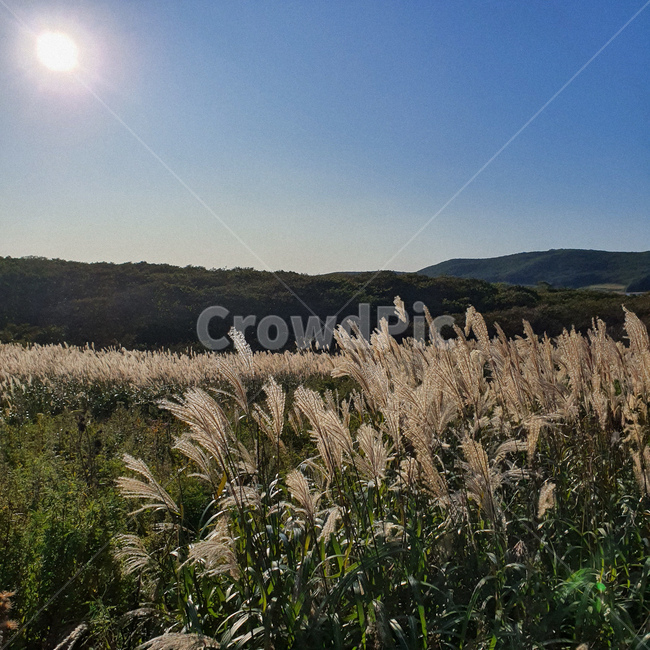 잔디,식물,갈대,갈대밭,자연배경,풍경,grass,plant,lawn,scenery,산