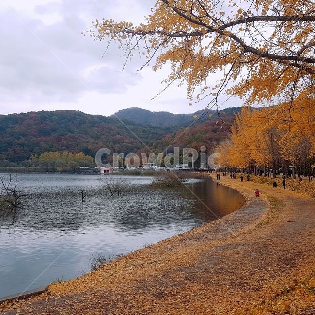 가을,은행잎,노란,고요함,바사삭