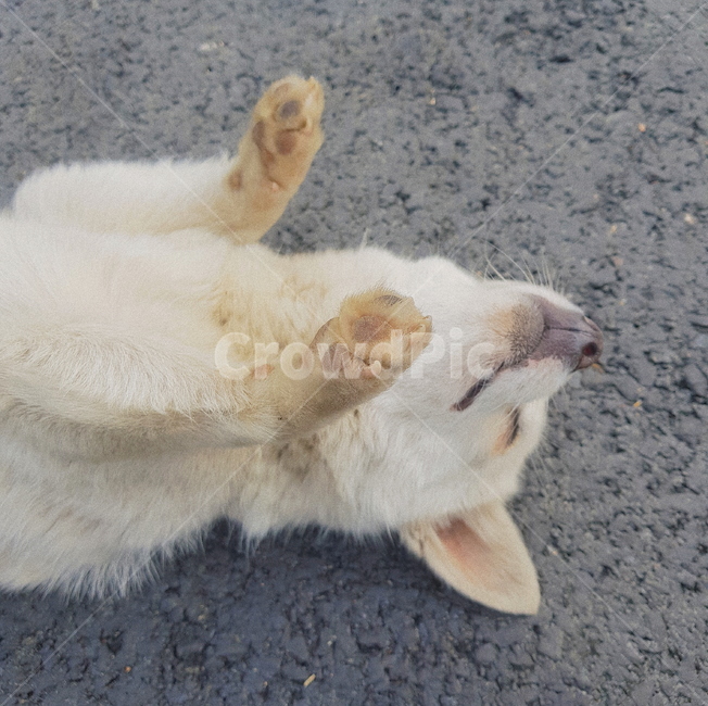 동물,개,강아지,반려동물,dog